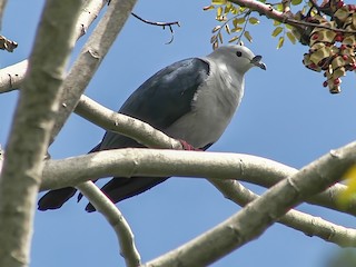  - Polynesian Imperial-Pigeon
