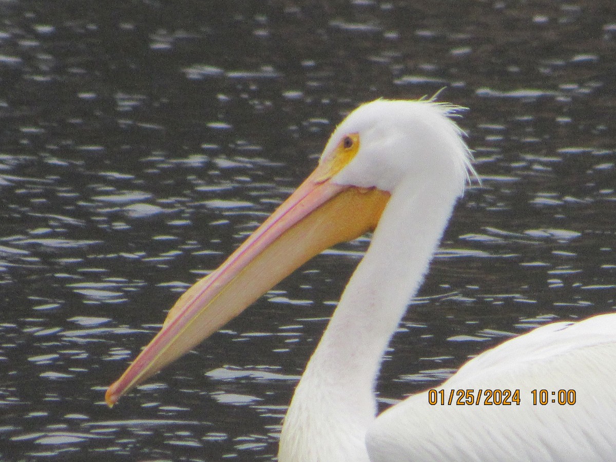 American White Pelican - ML613998757