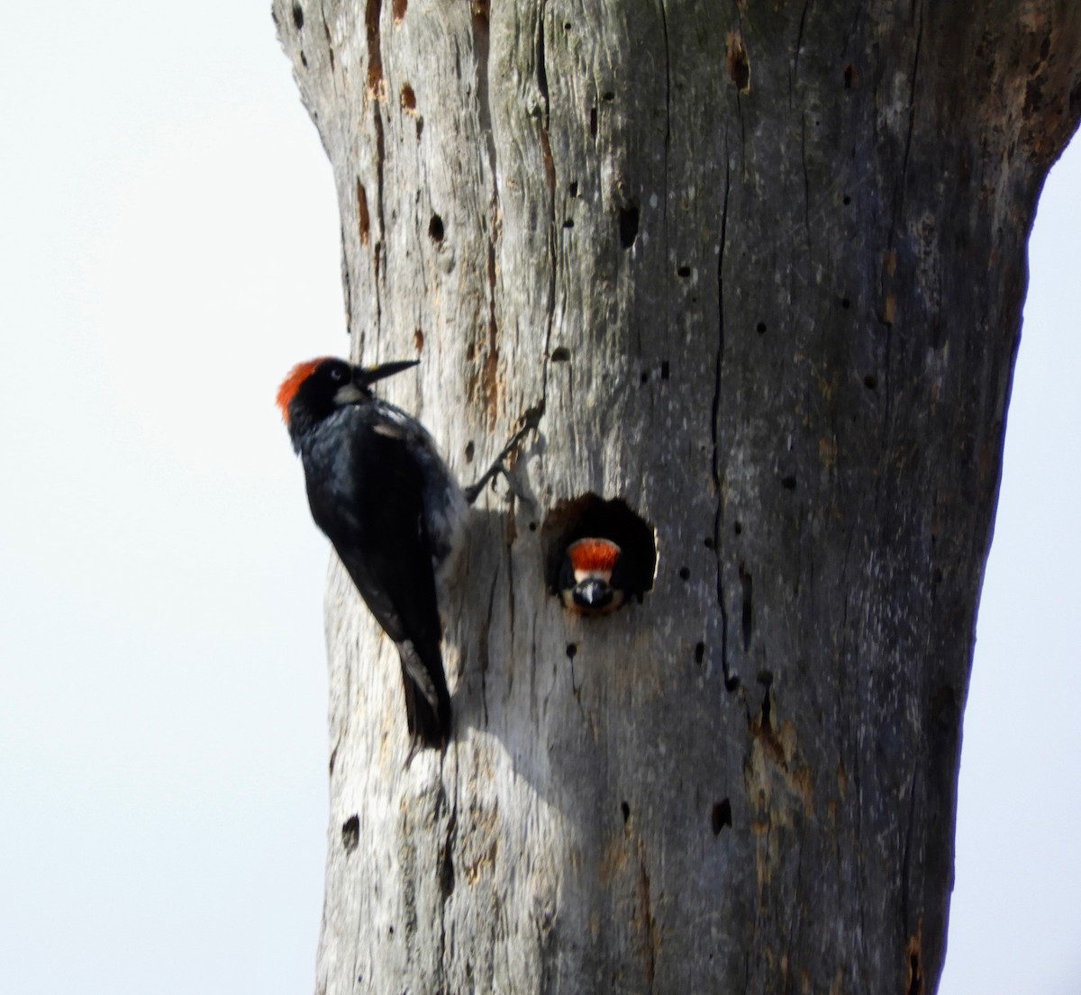 Acorn Woodpecker - Joan Lentz