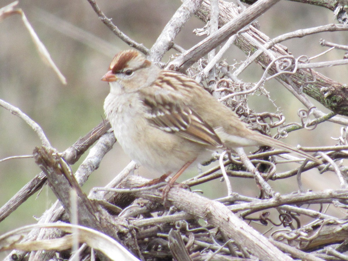 White-crowned Sparrow - ML613998938