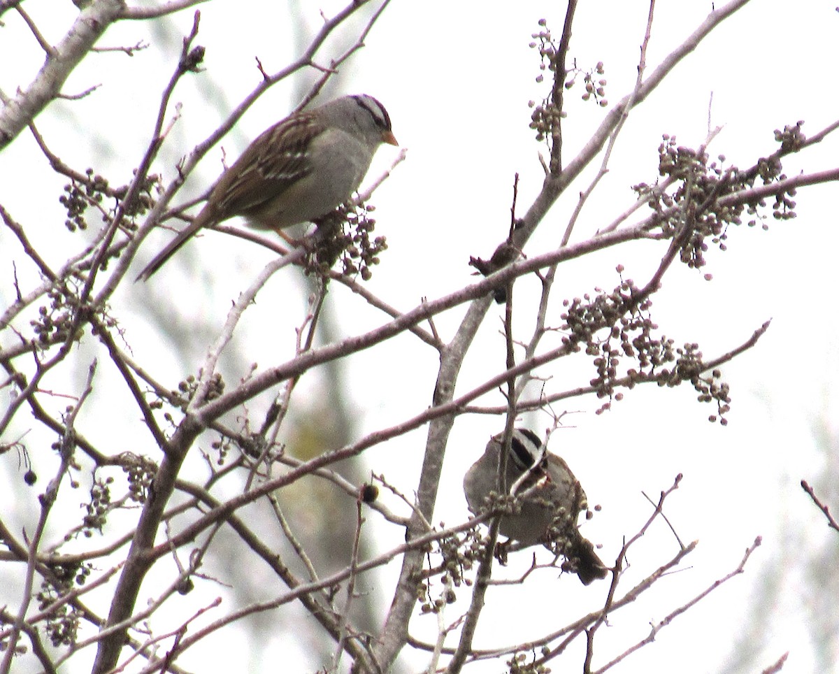 White-crowned Sparrow - ML613998943