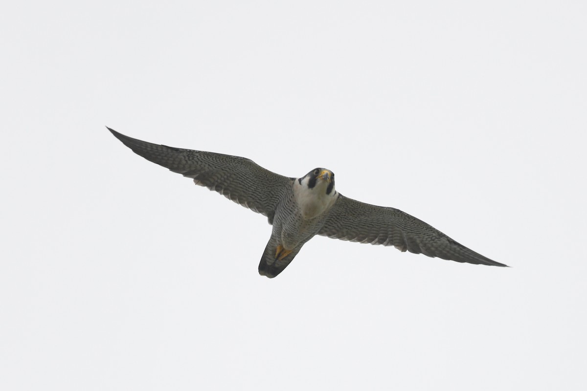 Peregrine Falcon (Tundra) - Harn Sheng Khor