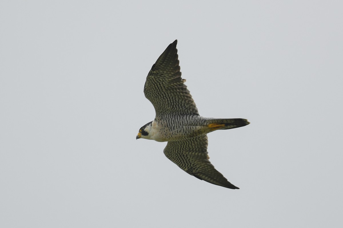 Peregrine Falcon (Tundra) - ML613999069