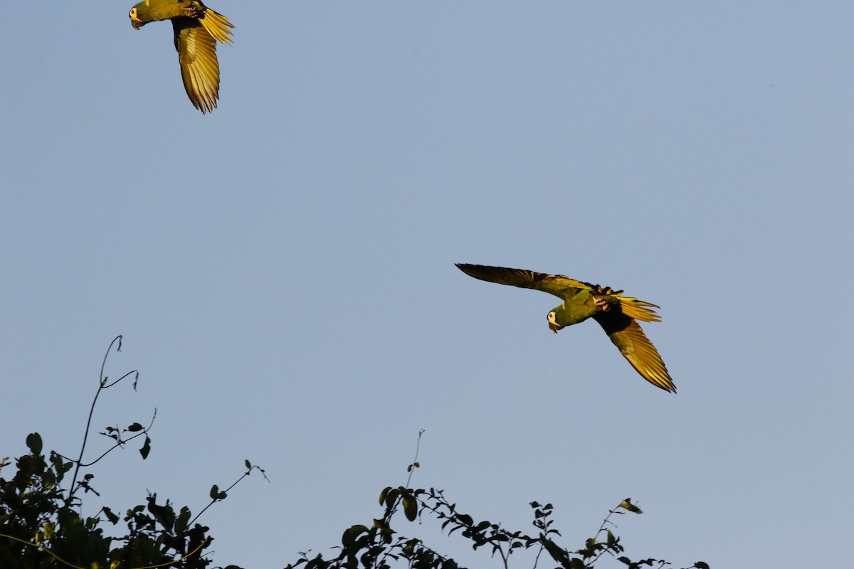 Yellow-collared Macaw - ML613999229