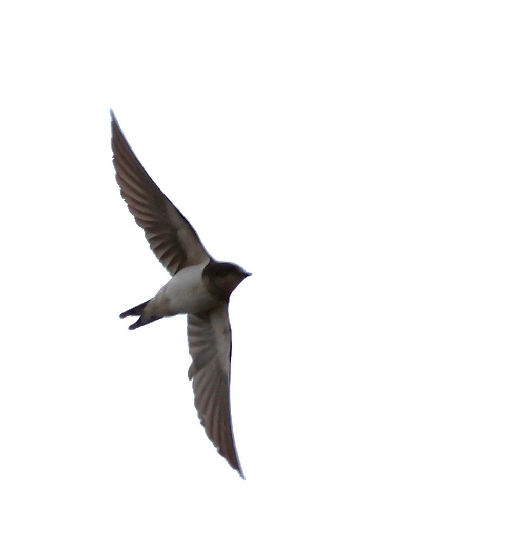 Barn Swallow - ML613999452