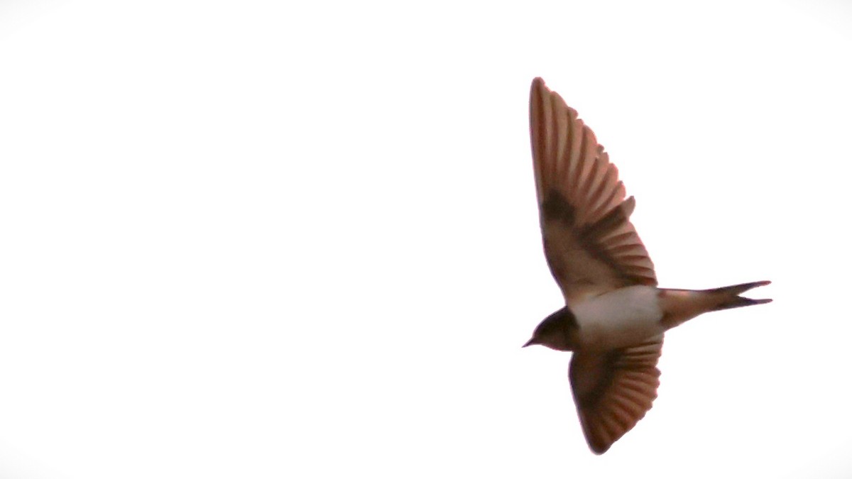 Barn Swallow - ML613999526