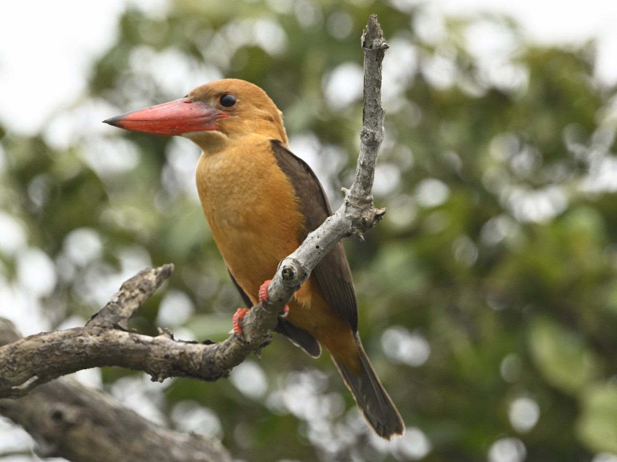 Brown-winged Kingfisher - Debesh Mitra