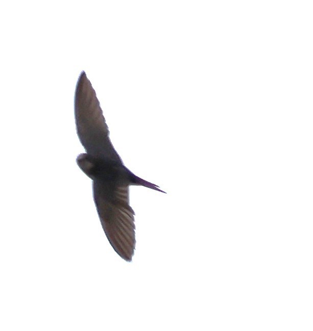 Barn Swallow - ML613999541