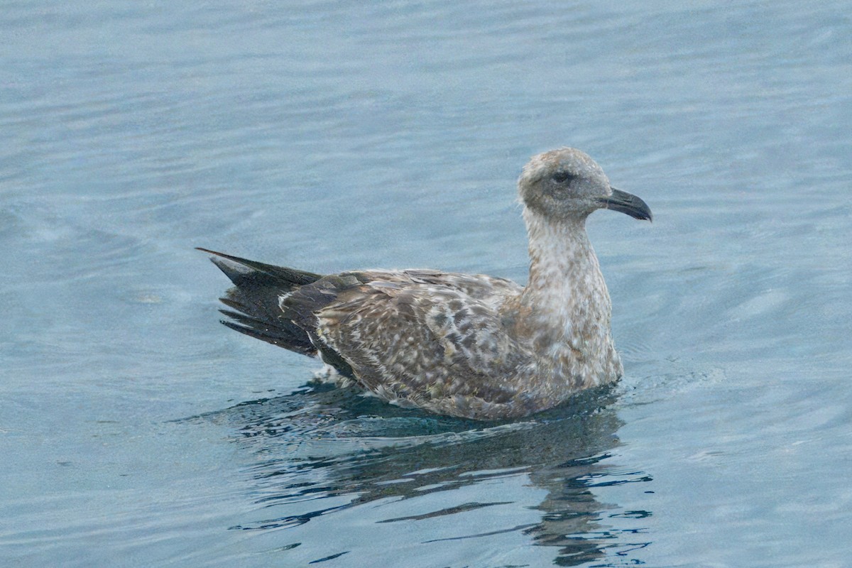 Western x Glaucous-winged Gull (hybrid) - Alexander Yan