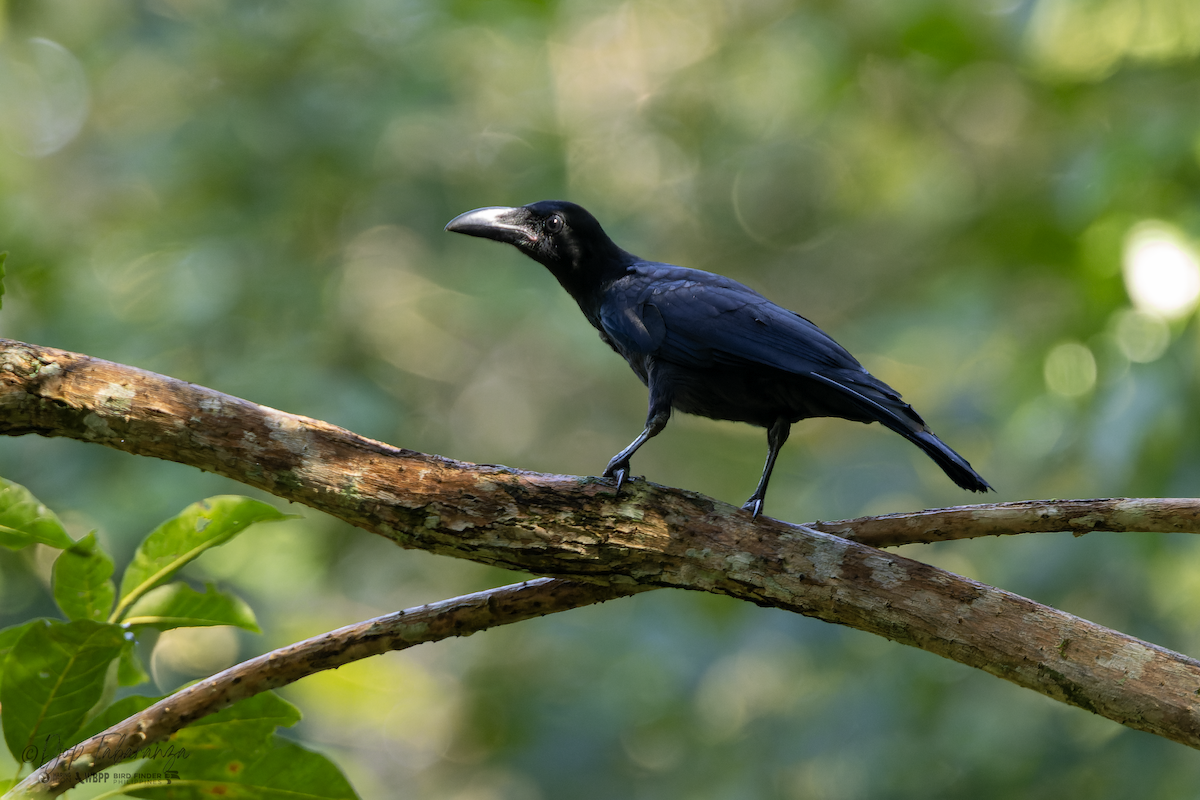 Large-billed Crow (Large-billed) - ML613999765
