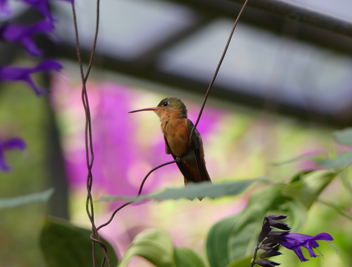 kolibřík ryšavý - ML613999813