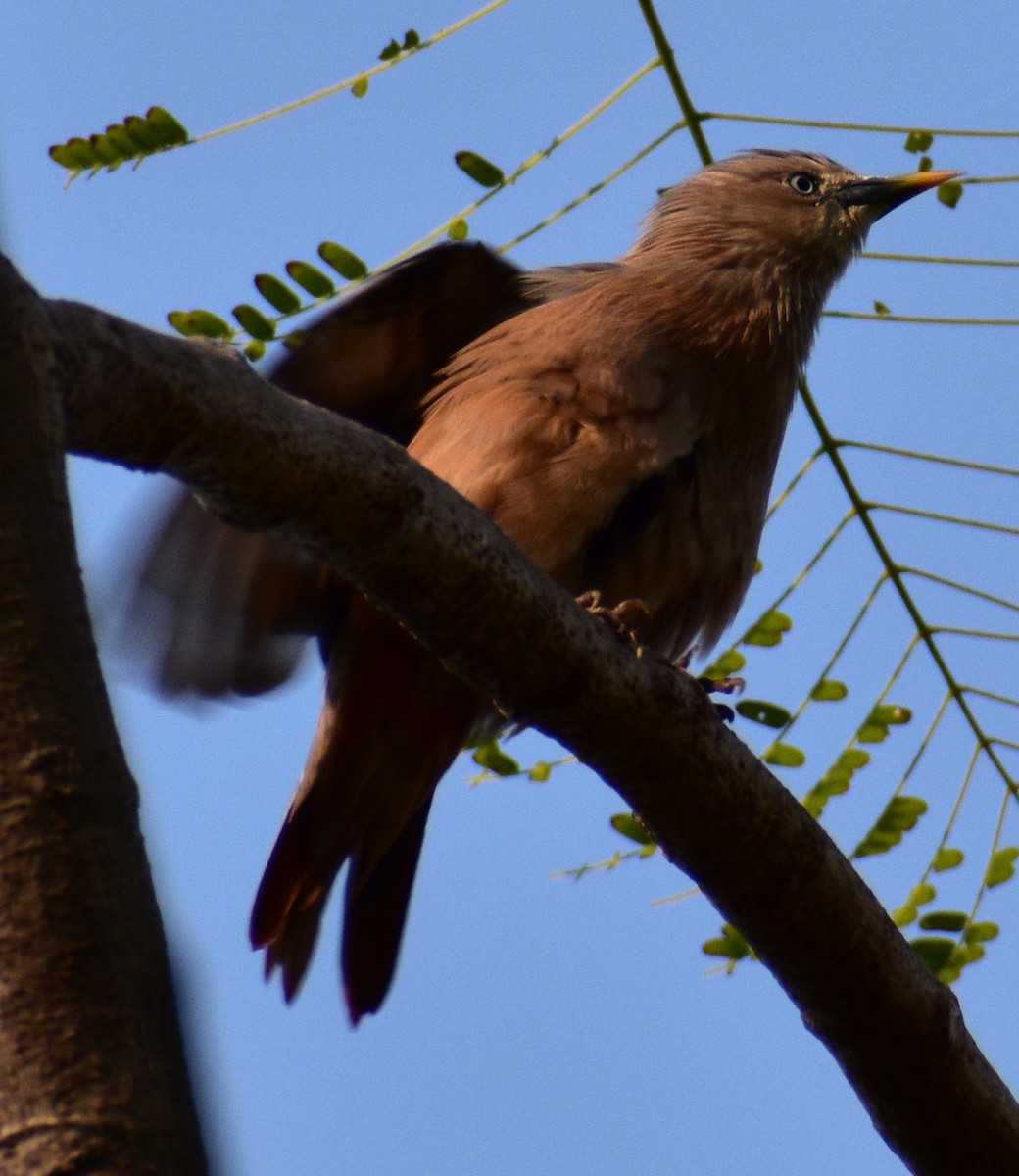 Chestnut-tailed Starling - ML613999839