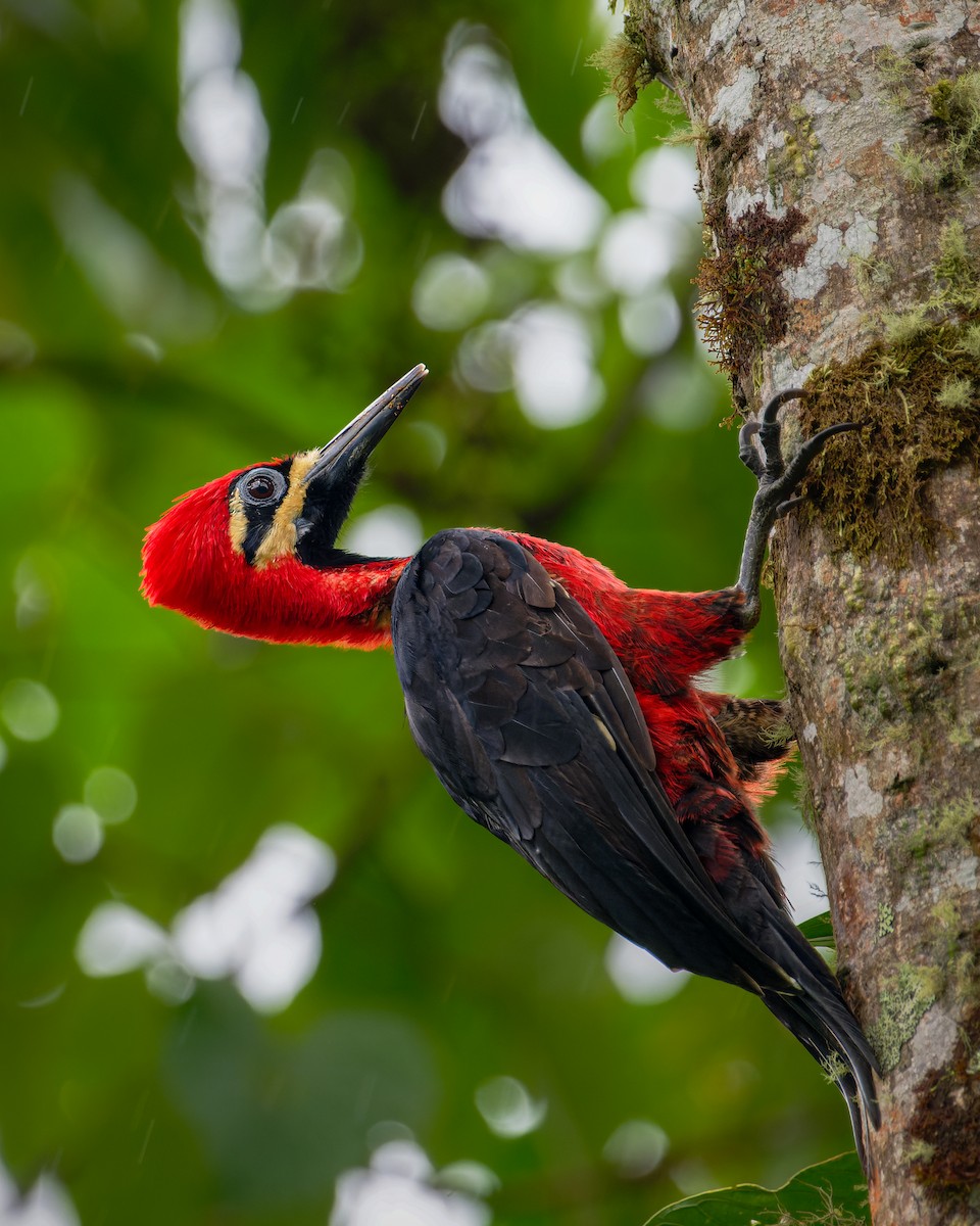 Crimson-bellied Woodpecker - Johnnier Arango 🇨🇴 theandeanbirder.com