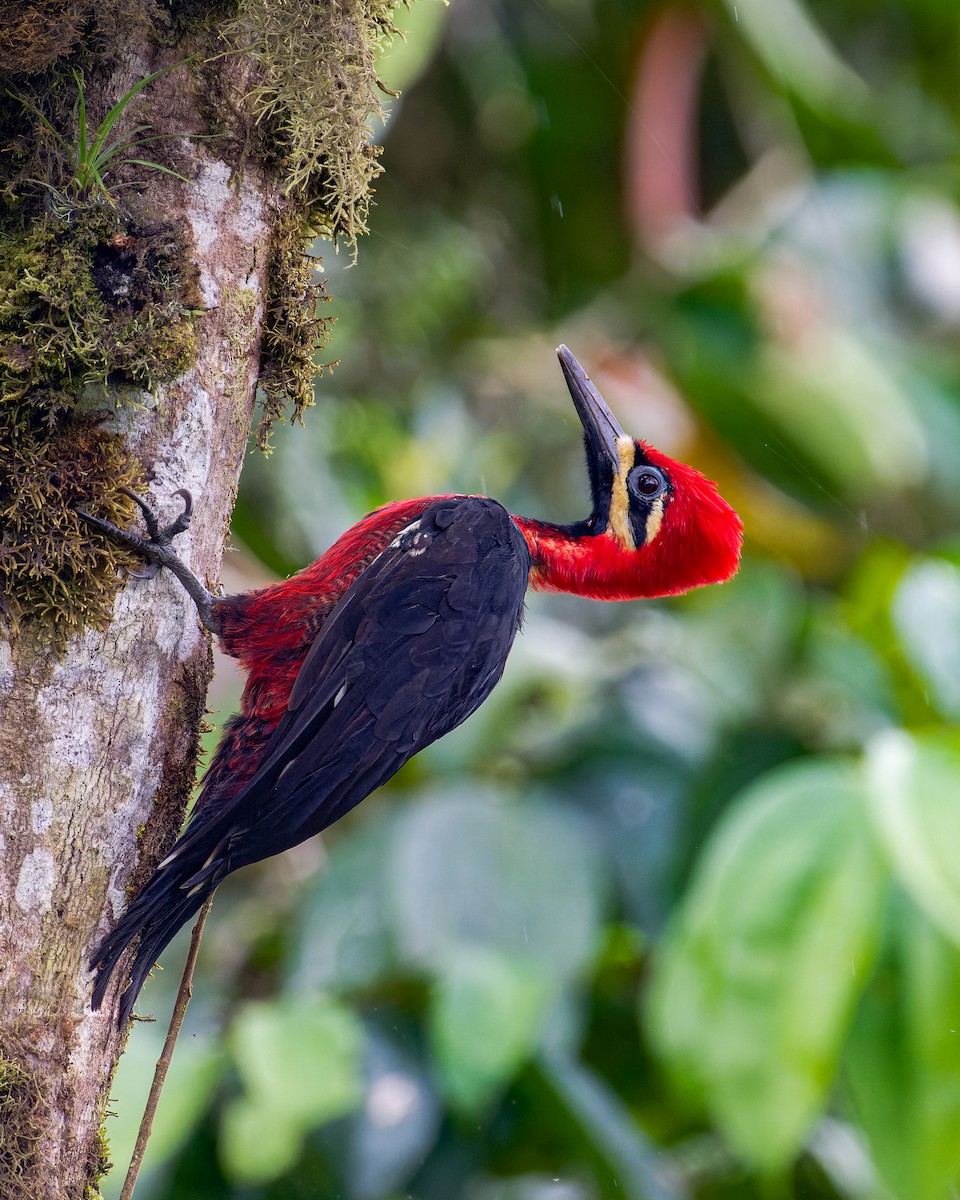 Crimson-bellied Woodpecker - Johnnier Arango 🇨🇴 theandeanbirder.com