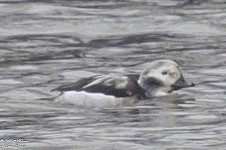Long-tailed Duck - ML614000102