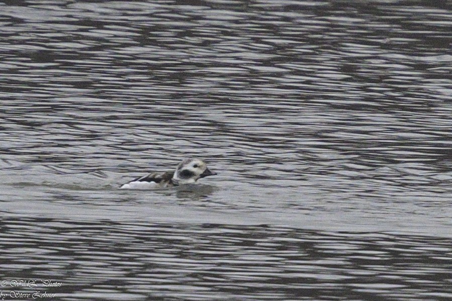 Long-tailed Duck - ML614000103