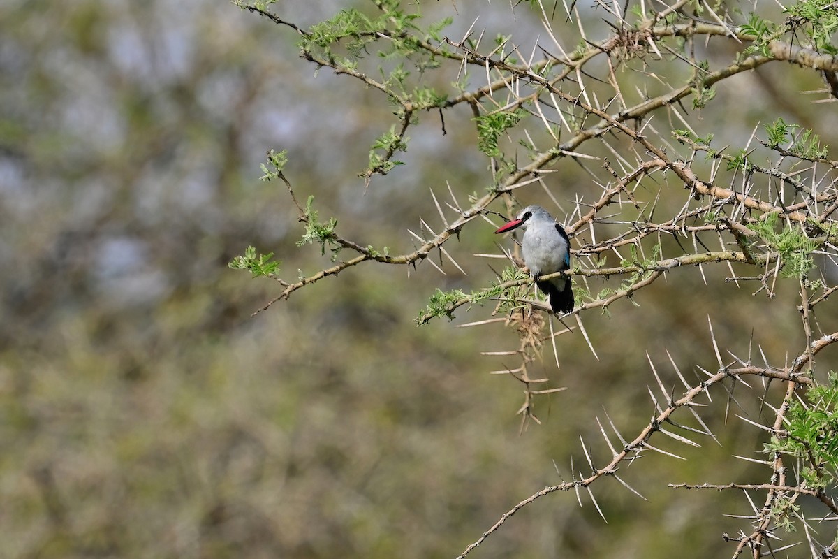 Woodland Kingfisher - ML614000112