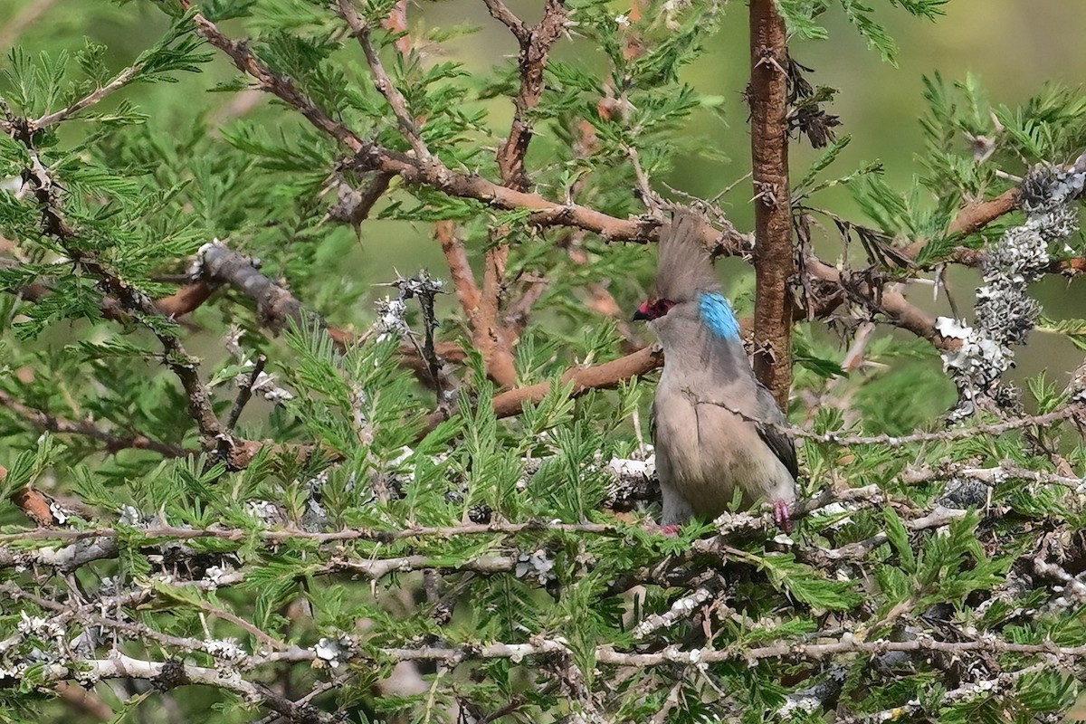 Blue-naped Mousebird - ML614000223