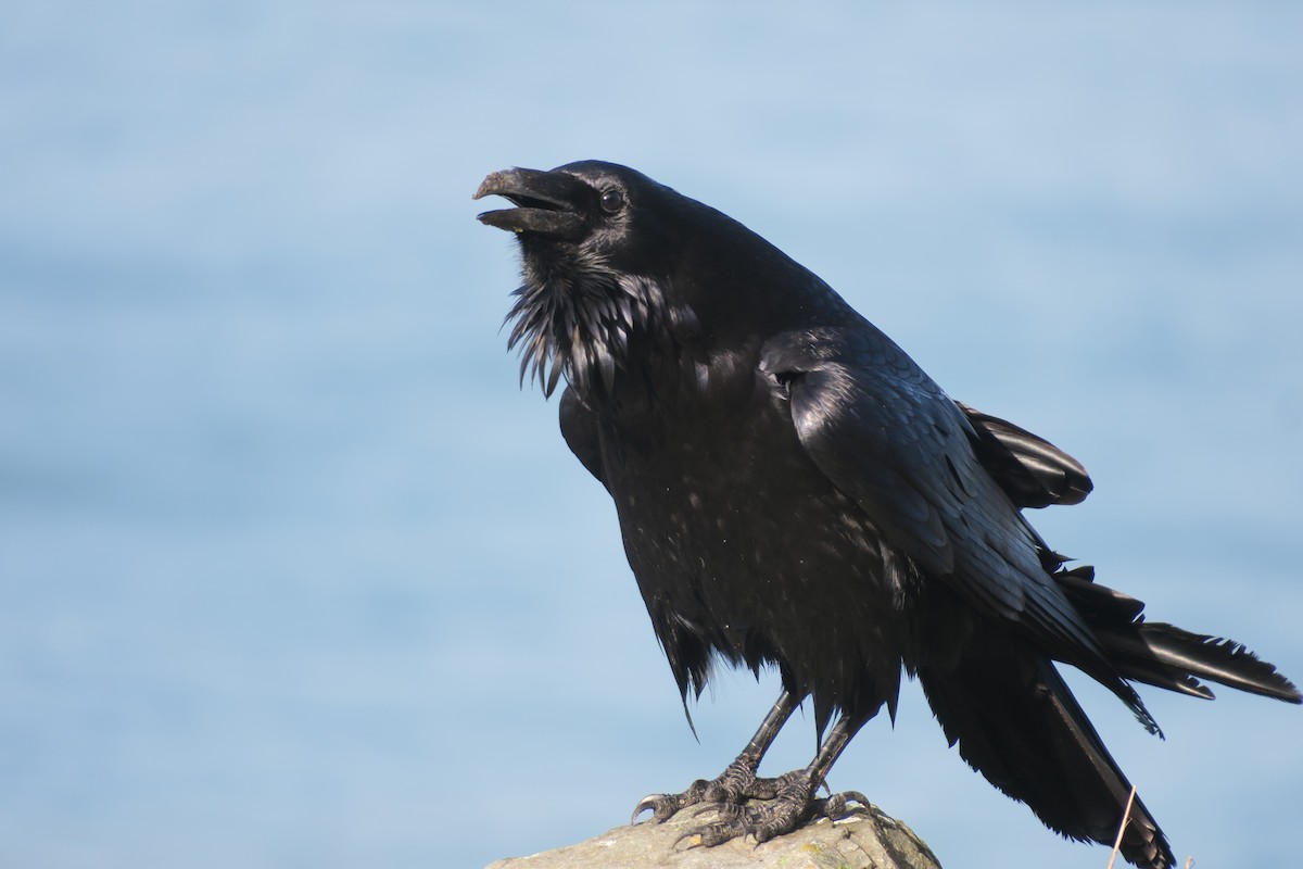 Common Raven - ML614000432