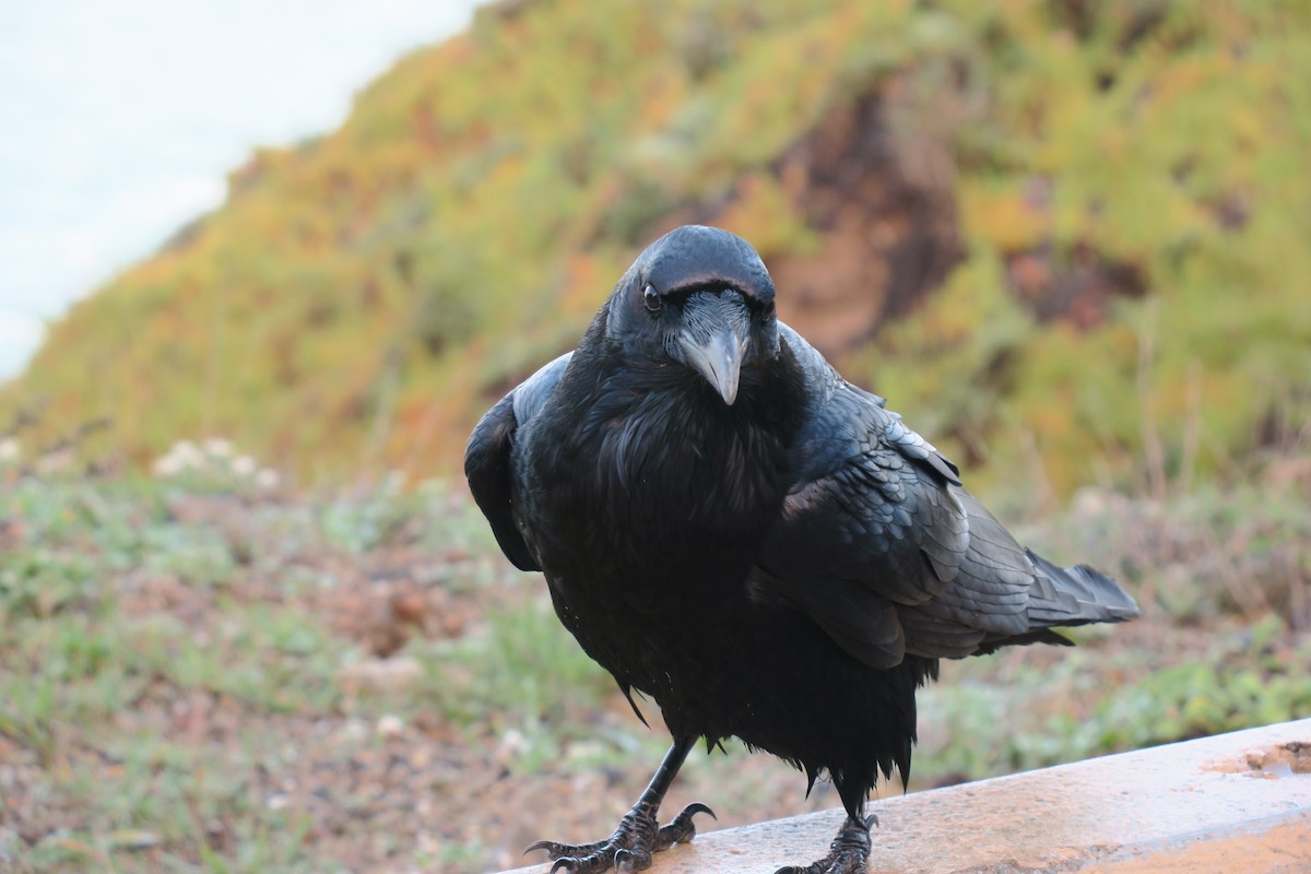 Common Raven - Douglas Brown