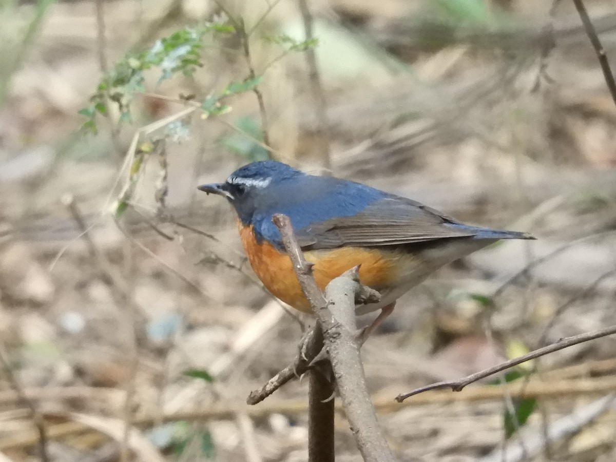 Indian Blue Robin - ML614000547