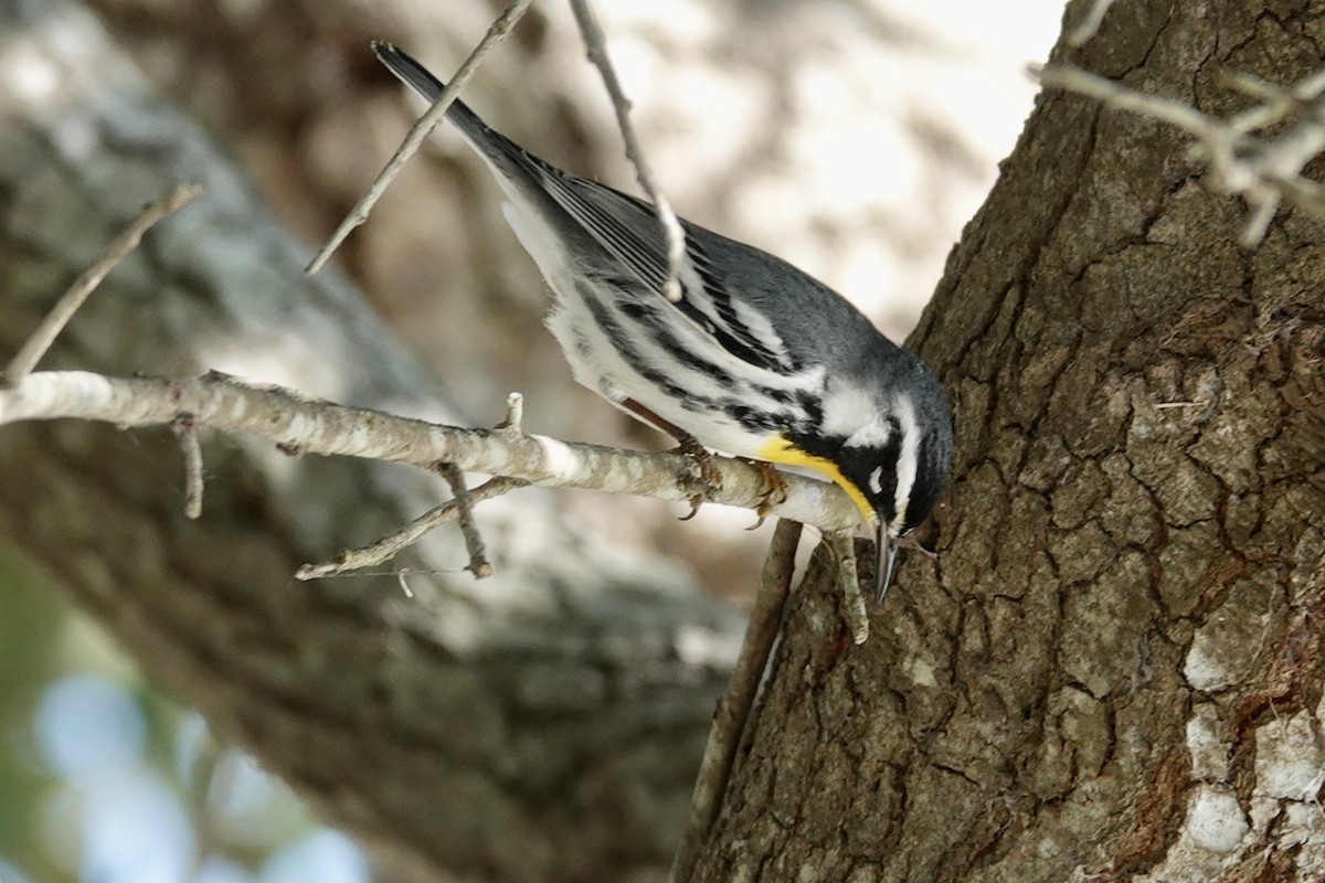 Yellow-throated Warbler - Gilbert Bouchard