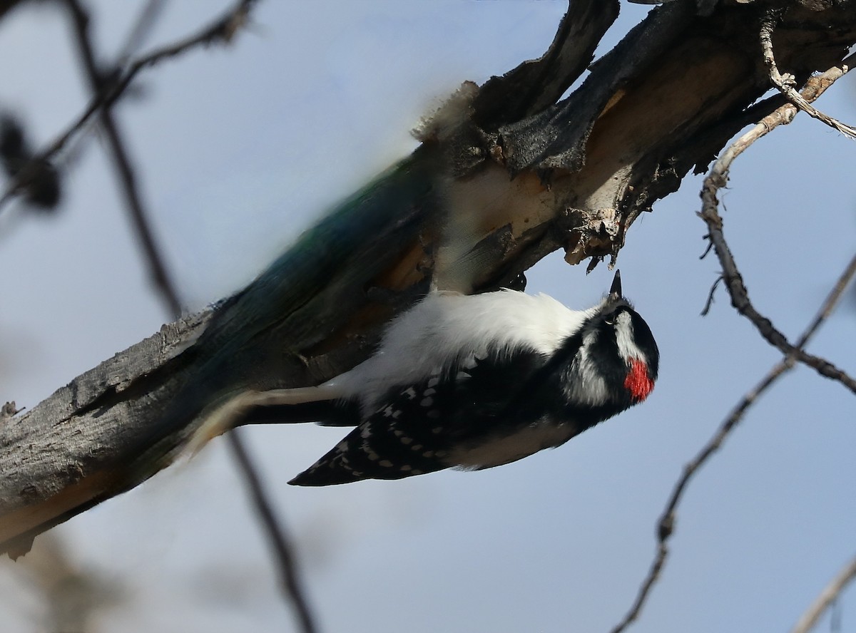 Downy Woodpecker - Rick Vetter