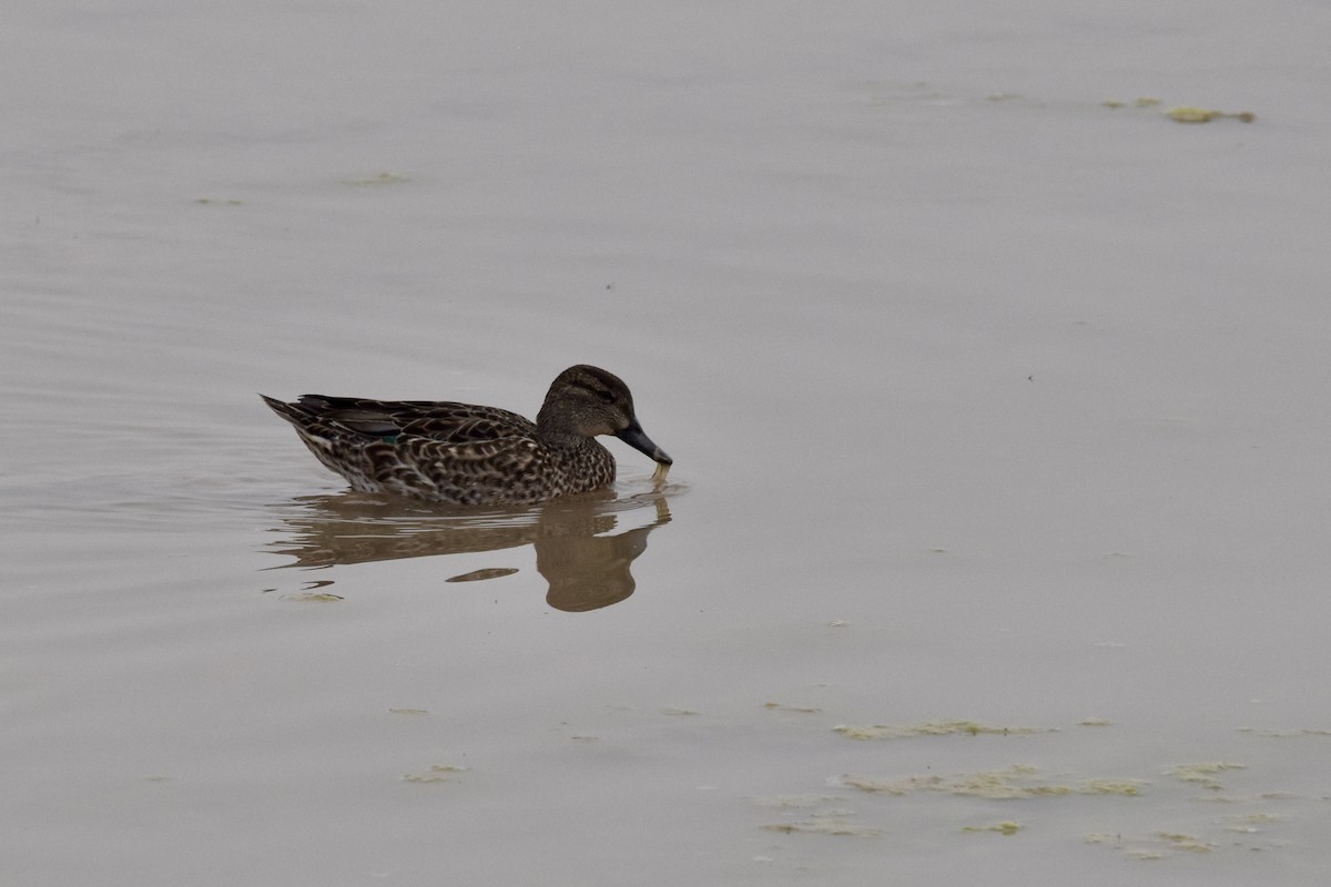 Green-winged Teal - ML614001395