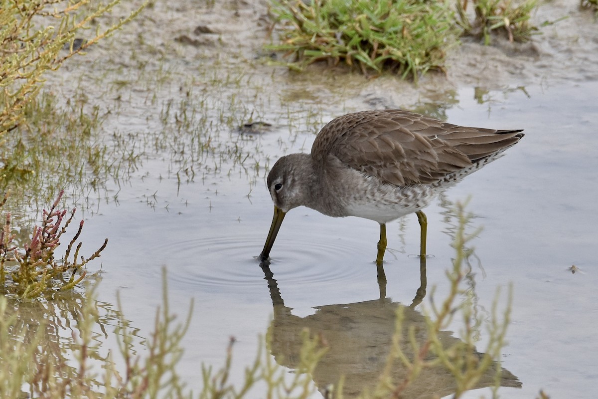 Long-billed Dowitcher - ML614001492