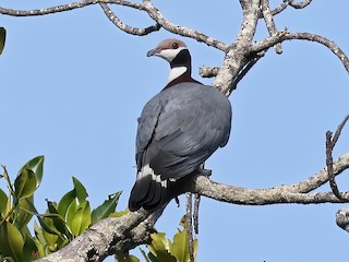  - Collared Imperial-Pigeon