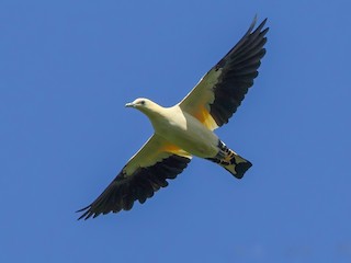  - Yellowish Imperial-Pigeon