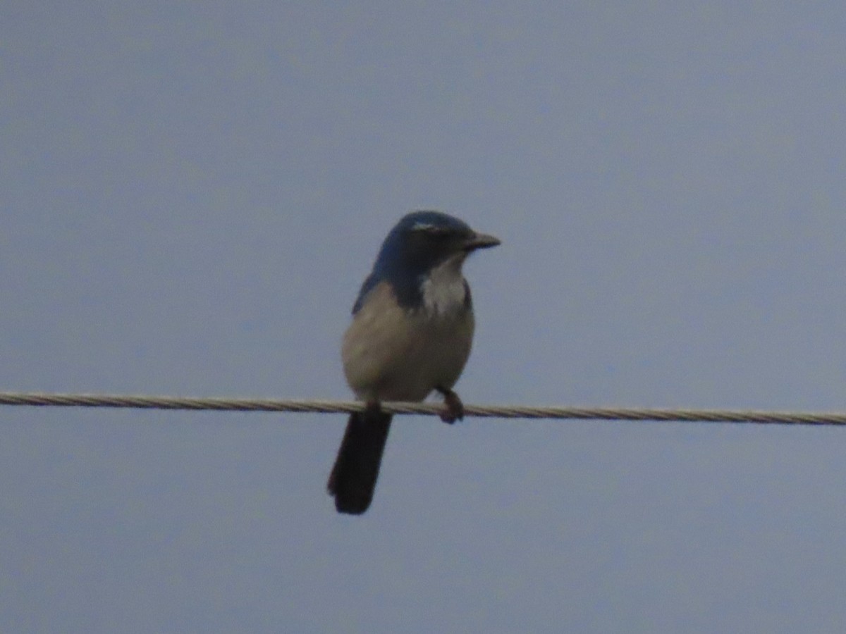 eBird Checklist 25 Jan 2024 Sauvie IslandRentenaar Rd. 8 species