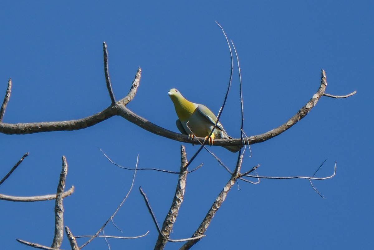 Yellow-footed Green-Pigeon - ML614001792