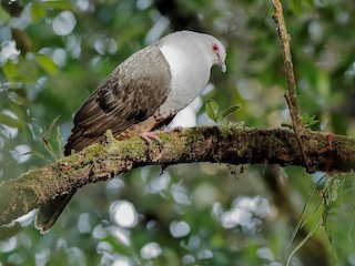  - Sombre Pigeon