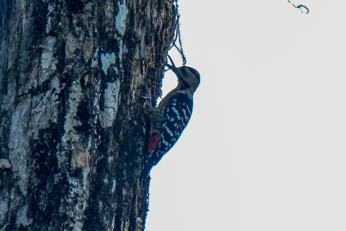 Fulvous-breasted Woodpecker - Oscar Vazquez