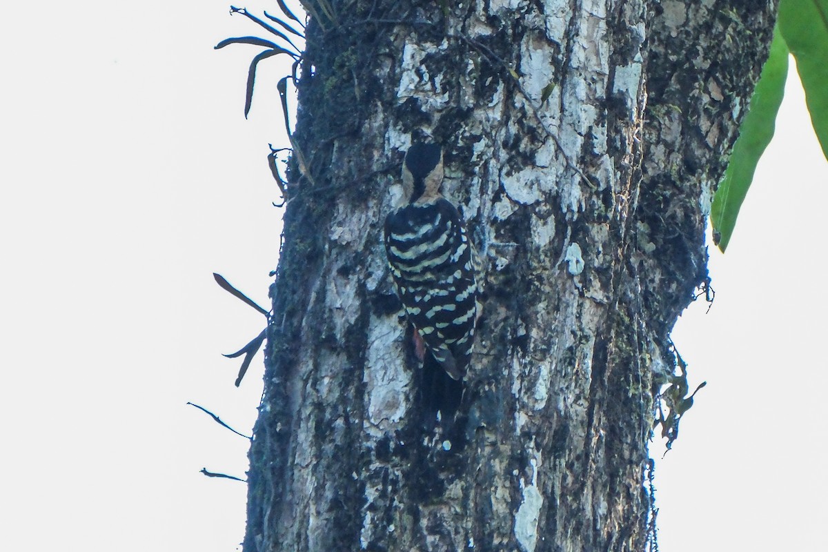 Fulvous-breasted Woodpecker - ML614001865