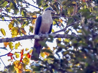  - Buru Mountain-Pigeon