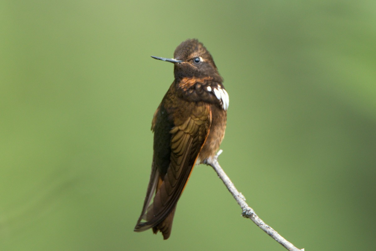 kolibřík zábludový - ML614002039