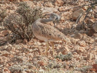  - Little Brown Bustard