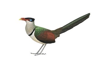 Red-billed Ground-Cuckoo - Neomorphus pucheranii - Birds of the World