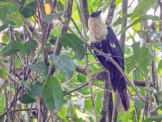  - Pied Coucal