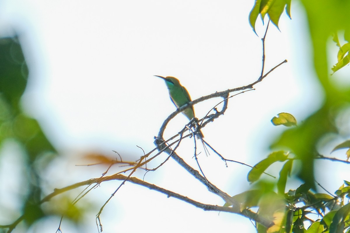 Asian Green Bee-eater - ML614002219