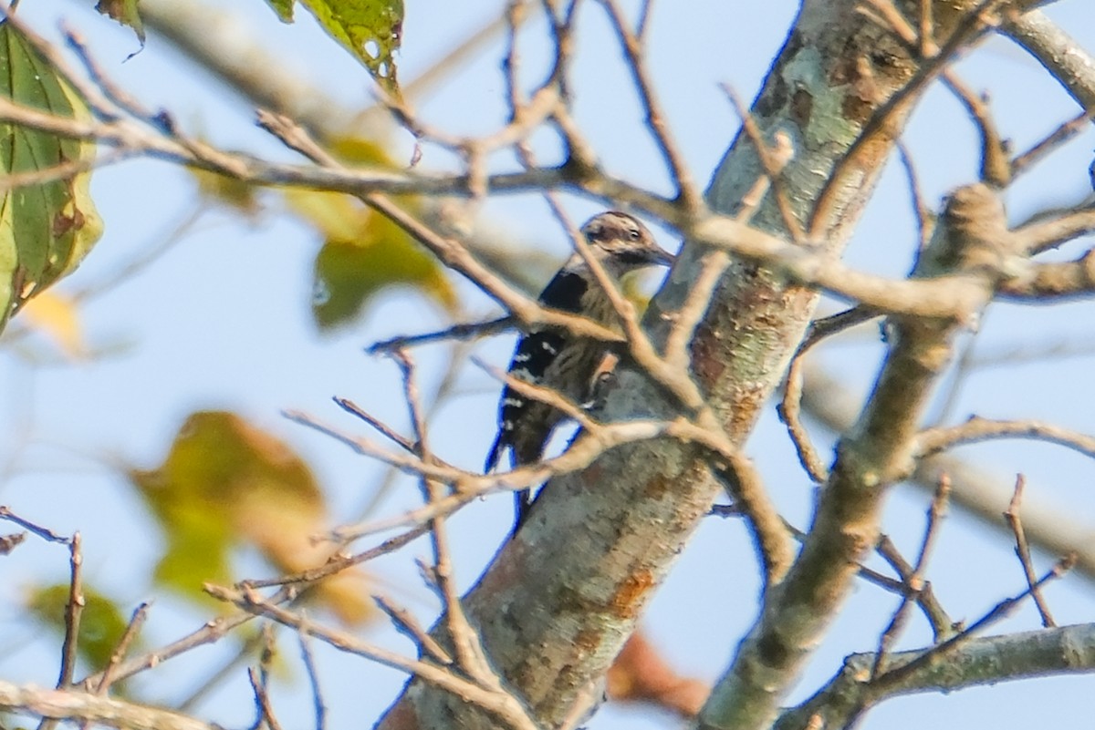 Gray-capped Pygmy Woodpecker - ML614002294