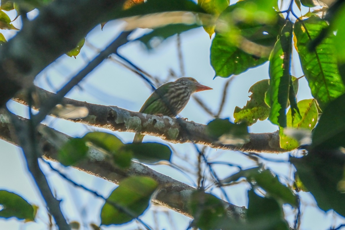Lineated Barbet - ML614002325