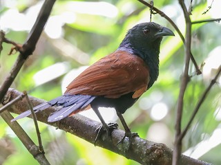  - Short-toed Coucal
