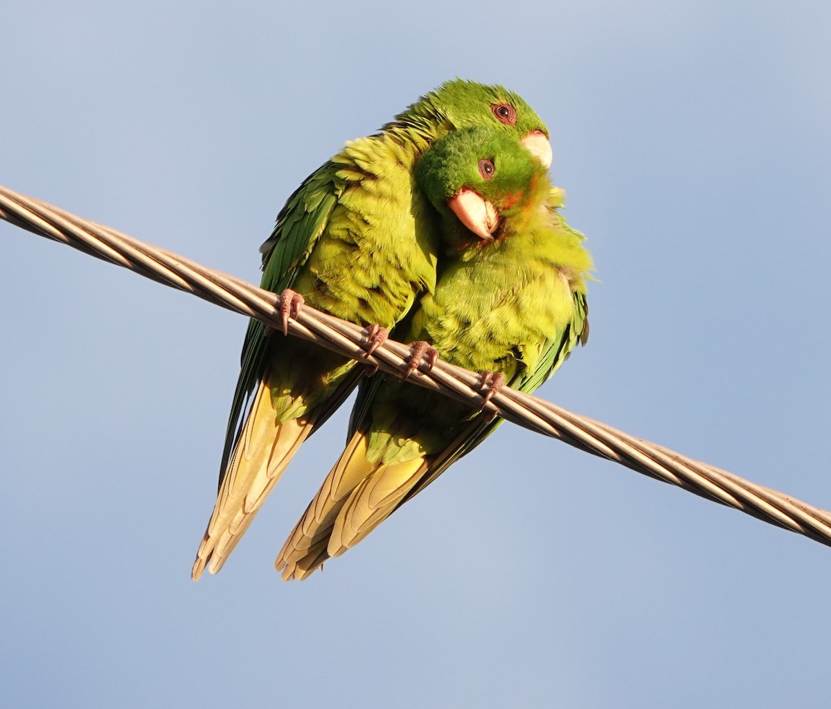Green Parakeet - ML614002443
