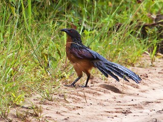  - Gabon Coucal