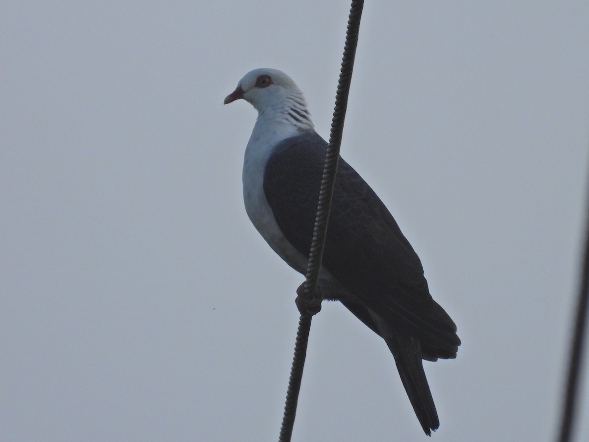 White-headed Pigeon - ML614002608