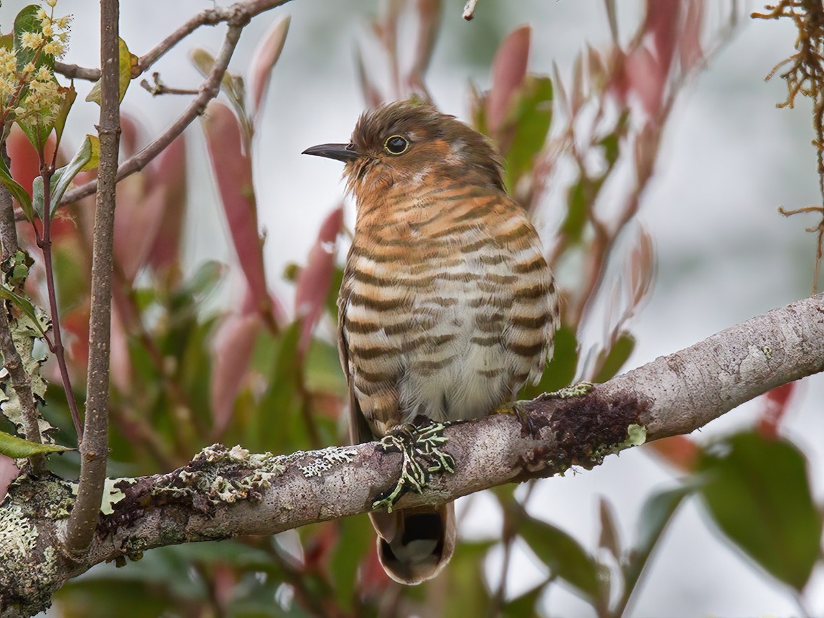 Rufous-throated Bronze-Cuckoo - Chalcites ruficollis - Birds of the World