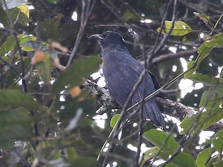  - White-crowned Cuckoo